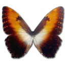 Butterfly Icon