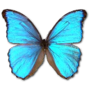 Mariposa