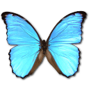 Butterfly Icon