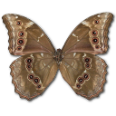 Butterfly Icon