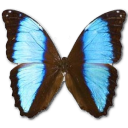 Butterfly Icon