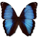 Butterfly Icon