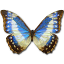 Butterfly Icon