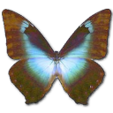 Schmetterling