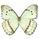 Schmetterling