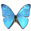 Butterfly Icon