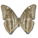 Butterfly Icon