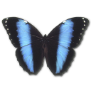 Butterfly Icon