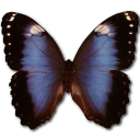 Butterfly Icon