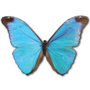 Butterfly Icon