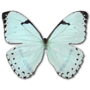 Schmetterling