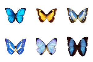 Morpho butterfly 