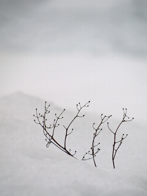 Branch snow winter white