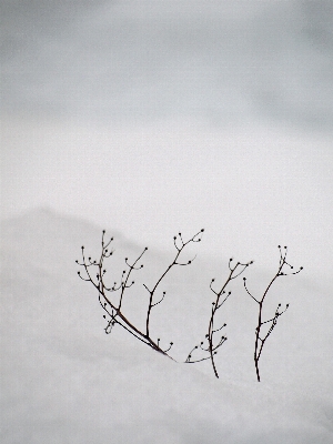 Branch snow winter white Photo