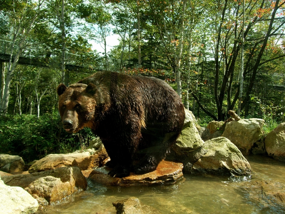 Animal oso fauna silvestre zoo