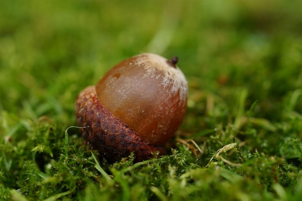 Tree grass plant lawn Photo