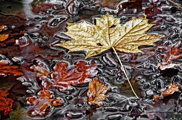 Tree plant leaf flower Photo