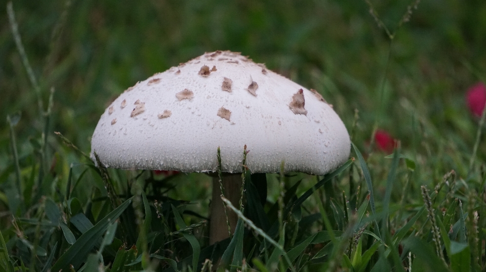 自然 草 白色的 花