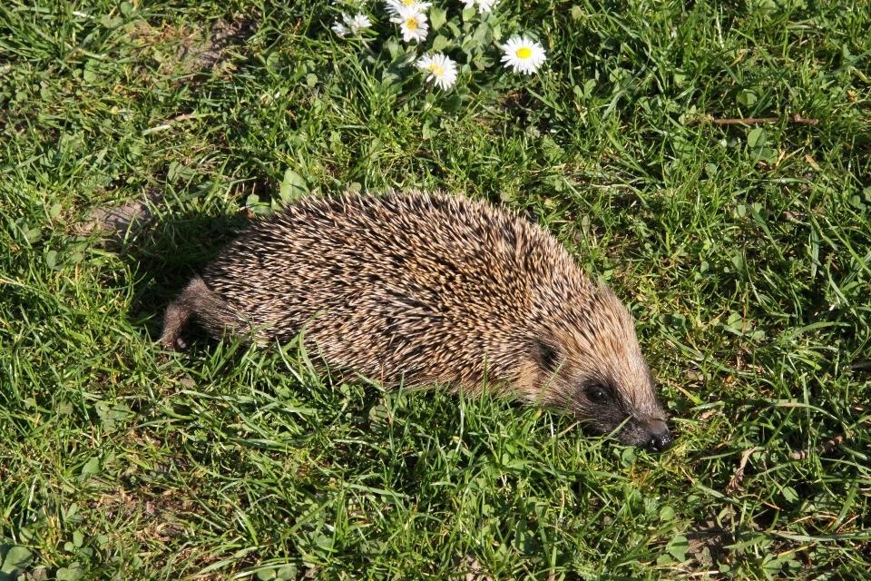 Nature herbe prairie
 animal