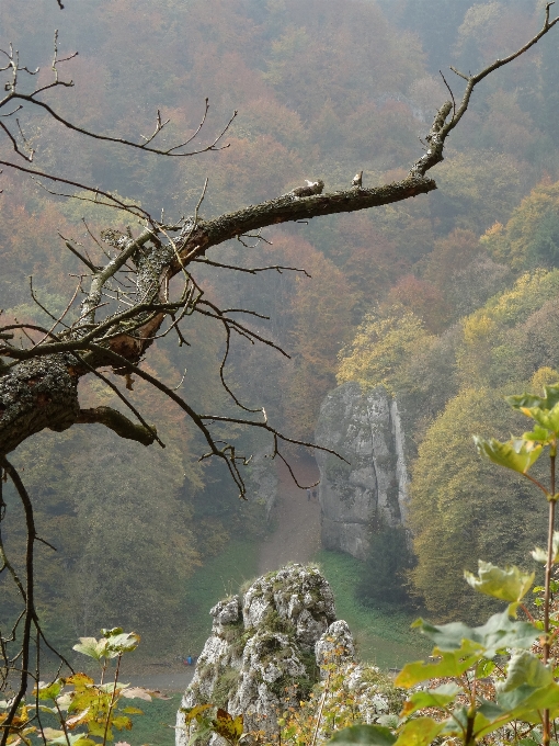 Landscape tree nature branch