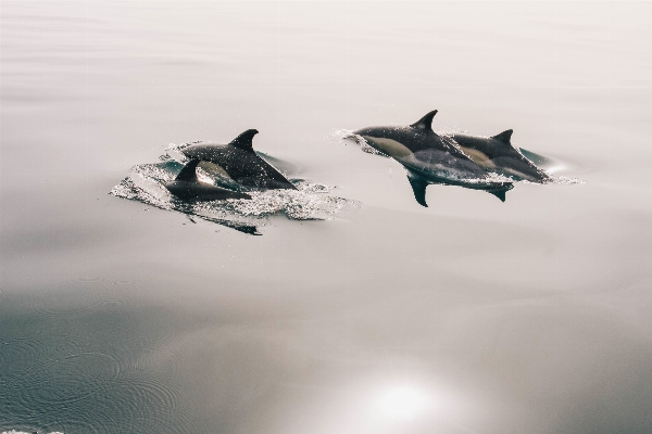 Sea water ocean wing Photo