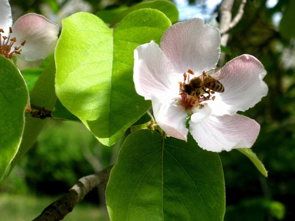 Pohon alam cabang mekar