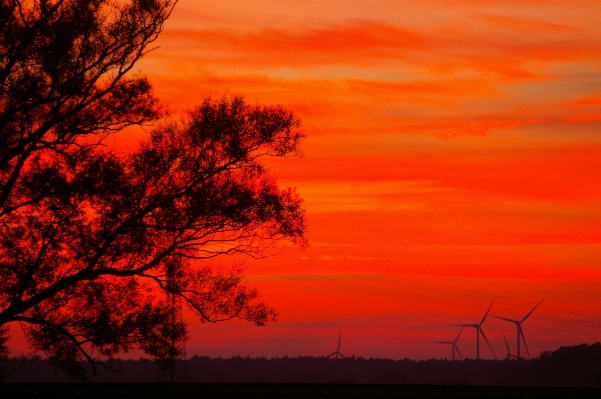 Zdjęcie Krajobraz drzewo natura horyzont