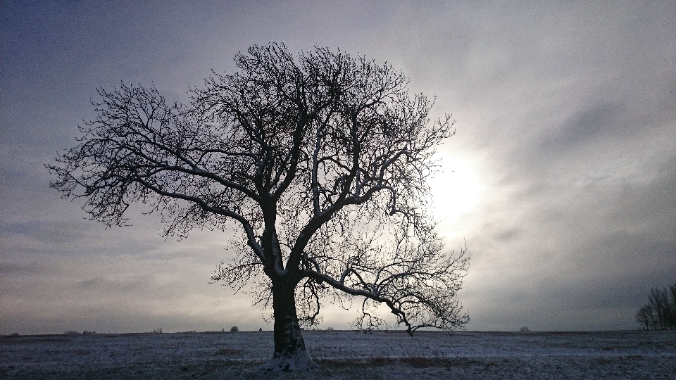 Landscape tree nature horizon