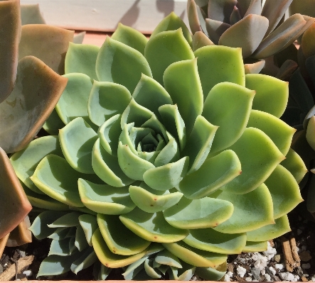 Cactus plant desert flower Photo