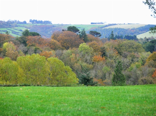 Landscape tree forest mountain Photo