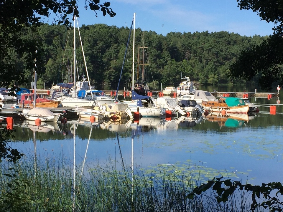 море дерево вода лес