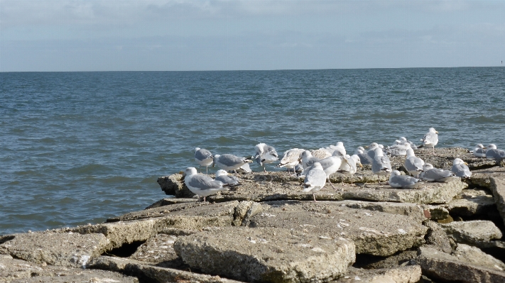 Beach sea coast water Photo