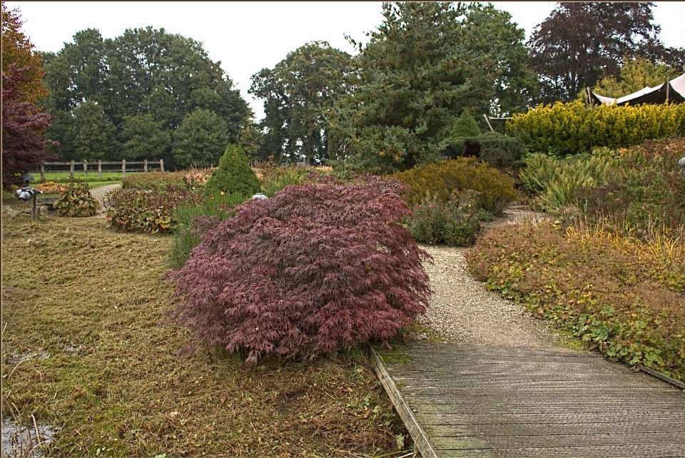 Tree plant lawn fall