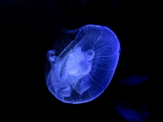 Petal animal biology jellyfish Photo