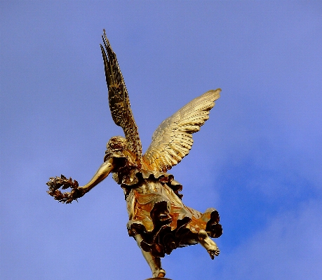 Photo Arbre bifurquer oiseau aile