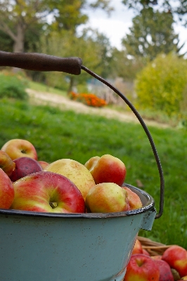 Apple 植物 フルーツ 食べ物 写真