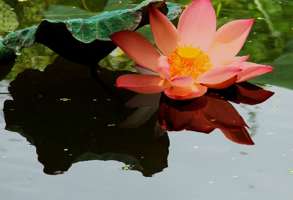 Water nature blossom plant Photo