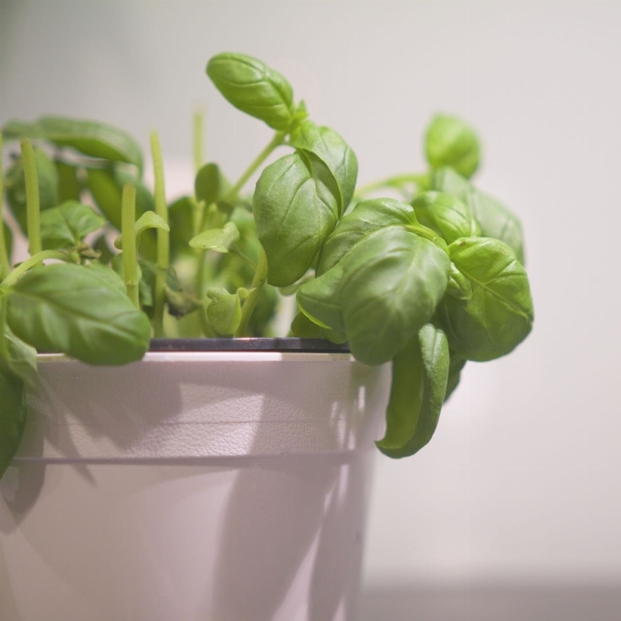 植物 葉 花 香り