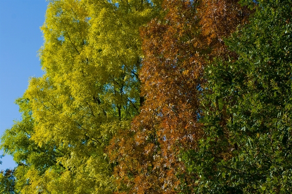 木 自然 森 ブランチ 写真