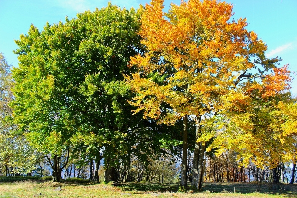 Tree plant leaf autumn Photo