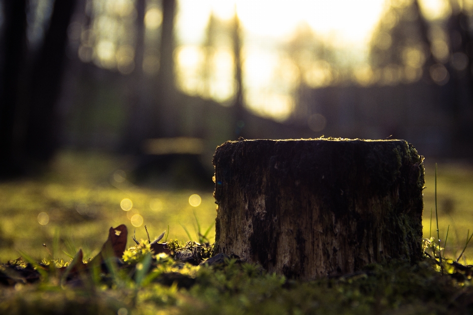 Tree nature forest light