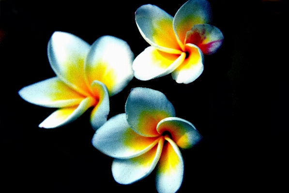 Nature blossom plant bunch Photo