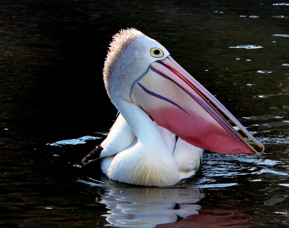 Water nature bird wing