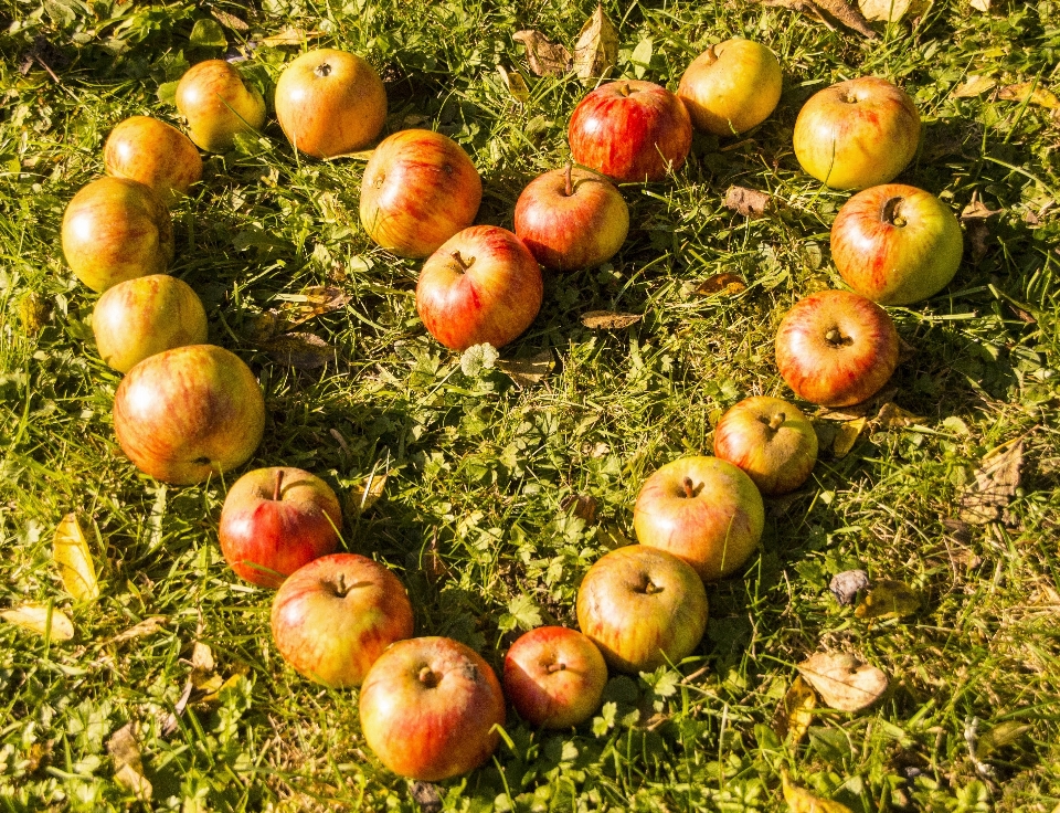 Apple albero pianta frutta