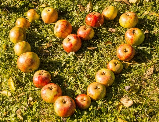 Apple tree plant fruit Photo