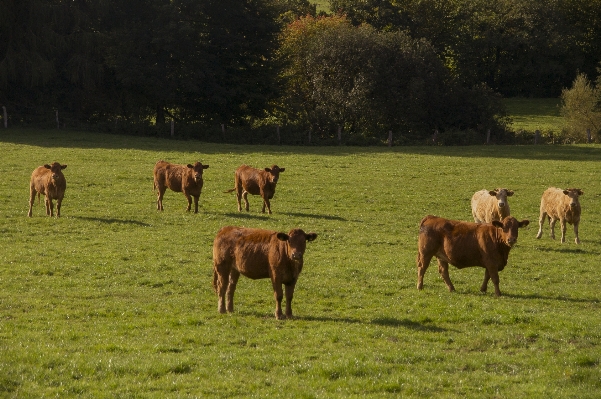 Nature grass field farm Photo