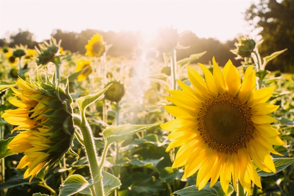 Nature blossom plant field Photo