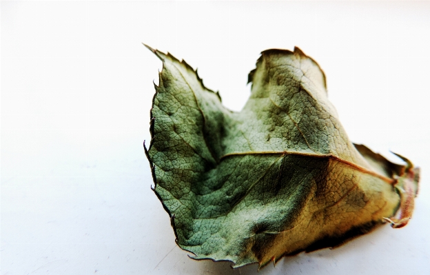 Foto Natura gocciolare pianta foglia