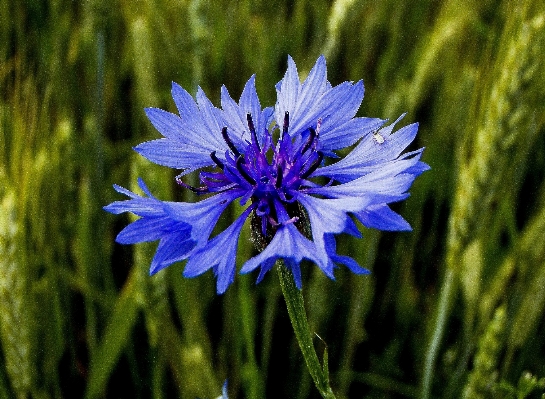 自然 草 花 植物 写真