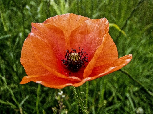 Nature grass outdoor blossom Photo